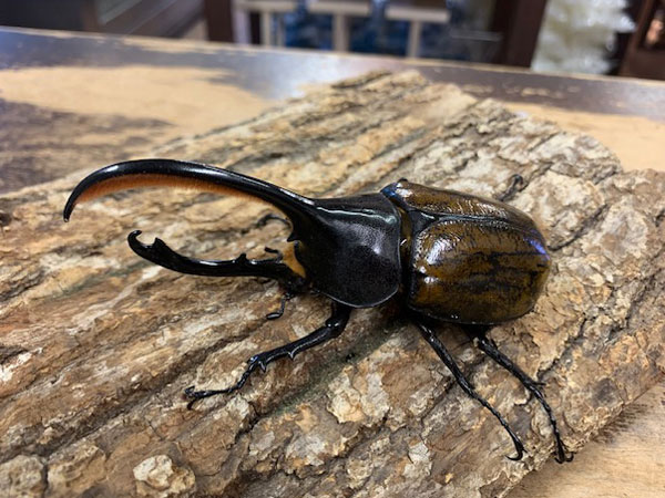 外国産カブト