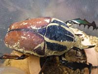 トクノシマヒラタ　♂64・64・61・60　（4ペア）　：0612-19 トクノシマヒラタ ペアリング開始 | Y鍬のクワカブ飼育日記